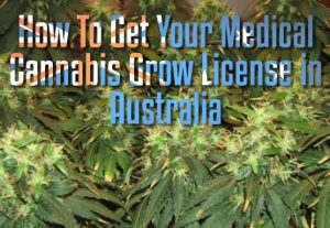 Get License Grow Medical Cannabis Australia